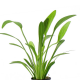 Сагиттария широколистная (в горшочке) (Sagittaria platyphylla)
