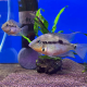 Цихлазома Меека (Thorichthys meeki)
