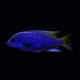 Псевдотрофеус Ацей Лювала Риф (Pseudotropheus spec. acei Luwala Reef)