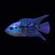 Цихлазома Блю Демпси (S) (Rocio octofasciata «Blue Jack Dempsey»)