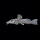 Сом жираф (Auchenoglanis occidentalis)