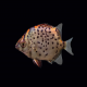 Скатофагус красный (Scatophagus rubrifrons)
