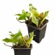 Папоротник (Microsorum Linguiforme var.Timika)