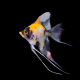 Скалярия трехцветная S (Pterophyllum scalare)