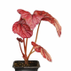Бегония (Begonia Indian Summer)