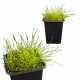 Элеохарис (Eleocharis Mini)