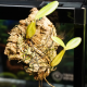 Орхидея (Bulbophyllum Falcatum), S