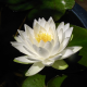 Нимфея Siam Jasmine, белый (пророщенная)