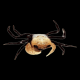Краб панда (Lepidothelphusa cognetti)