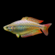Радужница Меланотения вишневая (Melanotaenia splendida inornata)