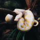 Королевский питон Albino 66%  het Pied