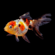 Золотая рыбка Оранда ситцевая (L) (Carassius auratus var.)