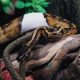 Королевский питон Blade Piebald