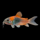 Сом коридорас венесуэла оранж XL (Corydoras aeneus sp.venezuelanus)