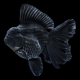 Золотая рыбка Оранда черная М (Carassius auratus)