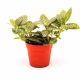 Фиттония (Fittonia Agryroneura Green)
