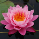 Нимфея Supranee Pink, розовый (пророщенная)