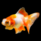 Золотая рыбка Телескоп бабочка красно-белый (М) (Carasius auratus)