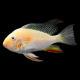 Акарихт хеккеля альбино S (Acarichthys heckelii)