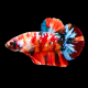 Петушок Кои немо (самка) (Betta splendens)