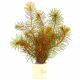 Ротала Валлиха (в горшке) (Rotala wallichii)