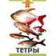 ТЕТРЫ (цвет)