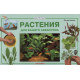 РАСТЕНИЯ ДЛЯ ВАШЕГО АКВАРИУМА