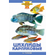 ЦИХЛИДЫ КАРЛИКОВЫЕ (цвет.)
