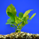 Анубиас Бартера круглолистный Golden coin (в горшке) (Anubias barteri var.Round leaf Golden coin)