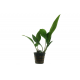 Анубиас ланцеолята (в горшке) (Anubias lanceolata)