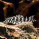 Сом пеколтия компта L134 (L) (Peckoltia compta)