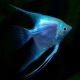 Скалярия вуалевая голубая XL (Pterophyllum scalare var.)