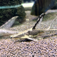 Стурисома панамская (L) (Sturisomatichthys panamens)