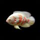 Астронотус красный альбинос XL (Astronotus ocellatus var. Red Oscar albino)