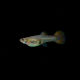 Гуппи Красное кружево (самки) (Poecilia reticulata)