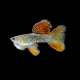 Гуппи Красное кружево (самцы) (Poecilia reticulata)