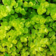 Лизимахия, вербейник монетный (в горшке) (Lysimachia nummularia)
