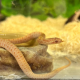 Полоз узорчатый Albino, S