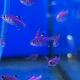 Пристелла GLO пурпурная (Pristella maxillaris Purple)