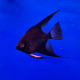 Скалярия болгарская черная (Pterophyllum scalare var.)