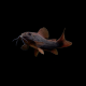 Сом коридорас венесуэла блэк XL (Corydoras sp. Black Venezuela)