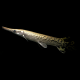 Щука, миссисипский панцирник (Atractosteus spatula)