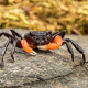 Краб Борнео оранжевый (Lepidothelphusa sp. Orange Naruto)