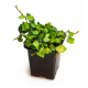 Фикус (Ficus Wishes Tricolor)