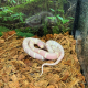 Королевская змея, californiae Albino Banded