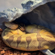 Королевский питон Enchi Vanilla, S-M, самец (Германия)