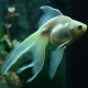 Золотая рыбка Веерохвост белый M (Carassius auratus auratus)