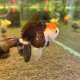 Золотая рыбка Оранда апачи (Carassius auratus var.)