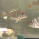 Геофагус суринамский (Geophagus surinamensis)