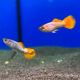 Гуппи Пинк Парадайз (самец) (Poecilia reticulata)
